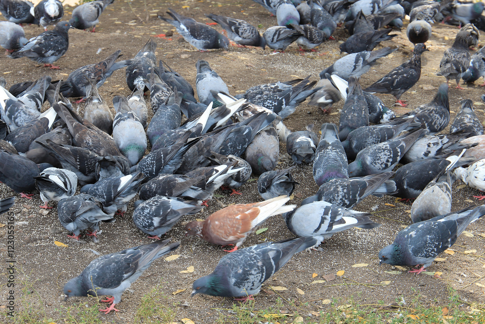 pigeons pigeons