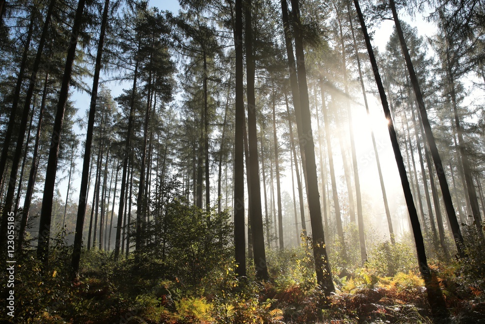Naklejka premium Coniferous forest on a foggy autumn morning