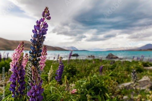 some lupines near a lake on new zealand