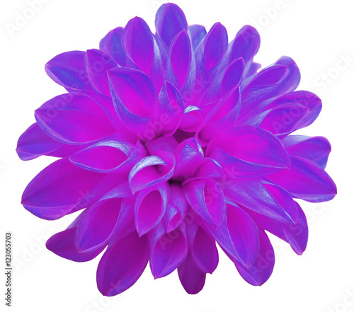  flower  violet   dahlia  isolated on white background. It can be used in website design and printing. Suitable for designers. Closeup.. © nadezhda F