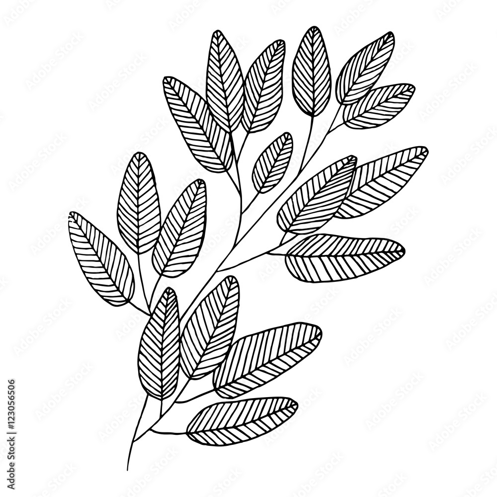 Vector Bay Leaves of Monochrome Contour Bay Leaves, Herbal Bay Leaves