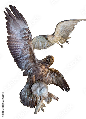 The eagle caught a hare isolated on white background. Flying predator carries prey. Imperial eagle - Aquila heliaca and short-toed snake eagle - Circaetus gallicus. © milkovasa