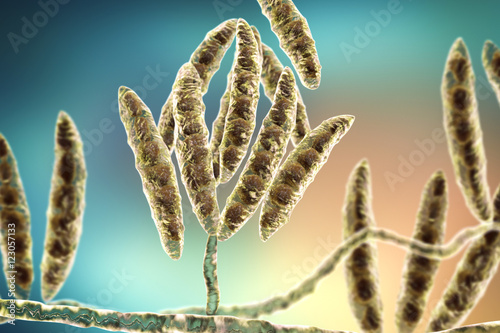 Fungi Fusarium which produce mycotoxins in cereal crops that affect humans and animals, 3D illustration showing conidia and hyphae photo