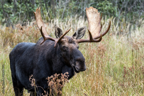 Moose - Alces alces, male bull grazing in the grass and vegetation. Making eye contact.