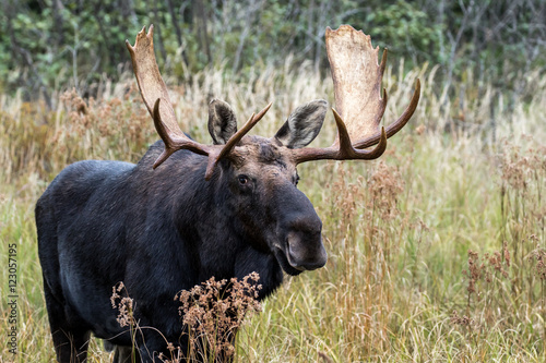 Moose - Alces alces  male bull grazing in the grass and vegetation. Making eye contact.