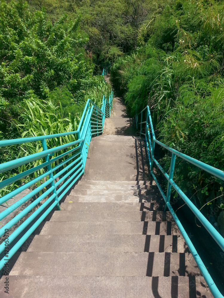 Stairs lead down to a tropical forest