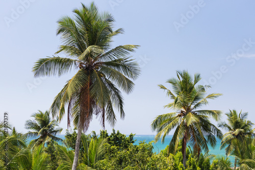 Palm trees and ocean in the background. Tropical landscape  vaca