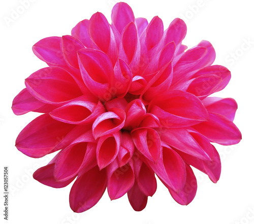 Fototapeta Naklejka Na Ścianę i Meble -   flower   pink   dahlia  isolated on white background. It can be used in website design and printing. Suitable for designers. Closeup..