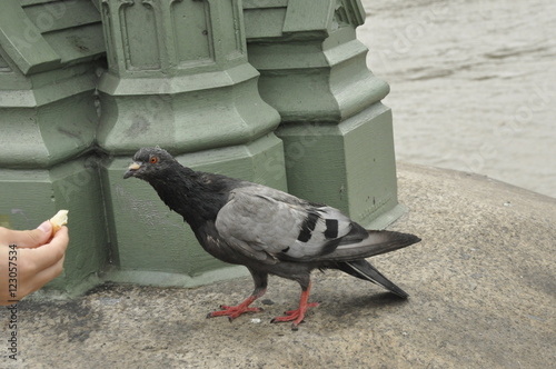 Gołąb