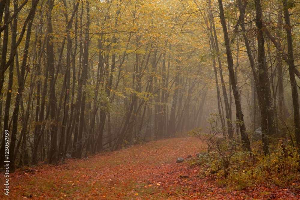 A walk in the Autumn Woods of Fall A walk in the Autumn Woods of Fall