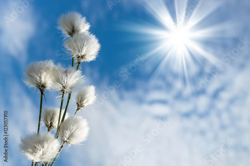Blooming cotton grass against  blue sky with clouds