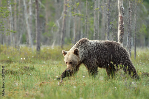 brown bear walking © Erik Mandre