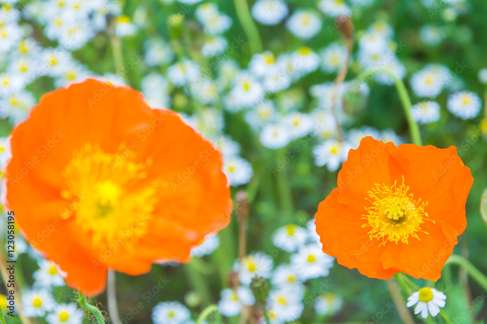 Obraz premium ポピー畑