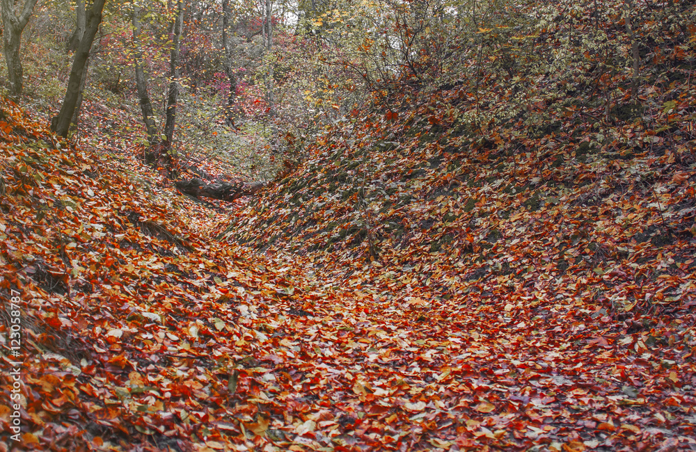 Autumn forest in the mountains with yellow and red leaves Autumn forest in the mountains with yellow and red leaves