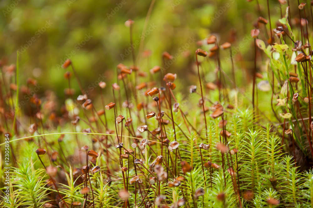 Closup of macro flora in forest Closup of macro flora in forest