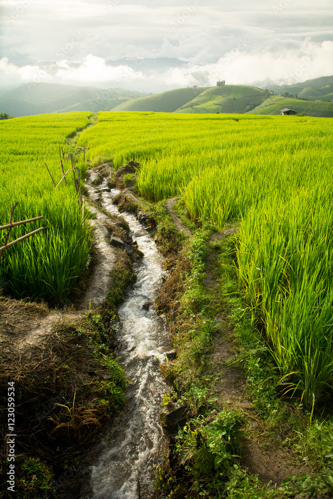 Obraz premium In rice terraces