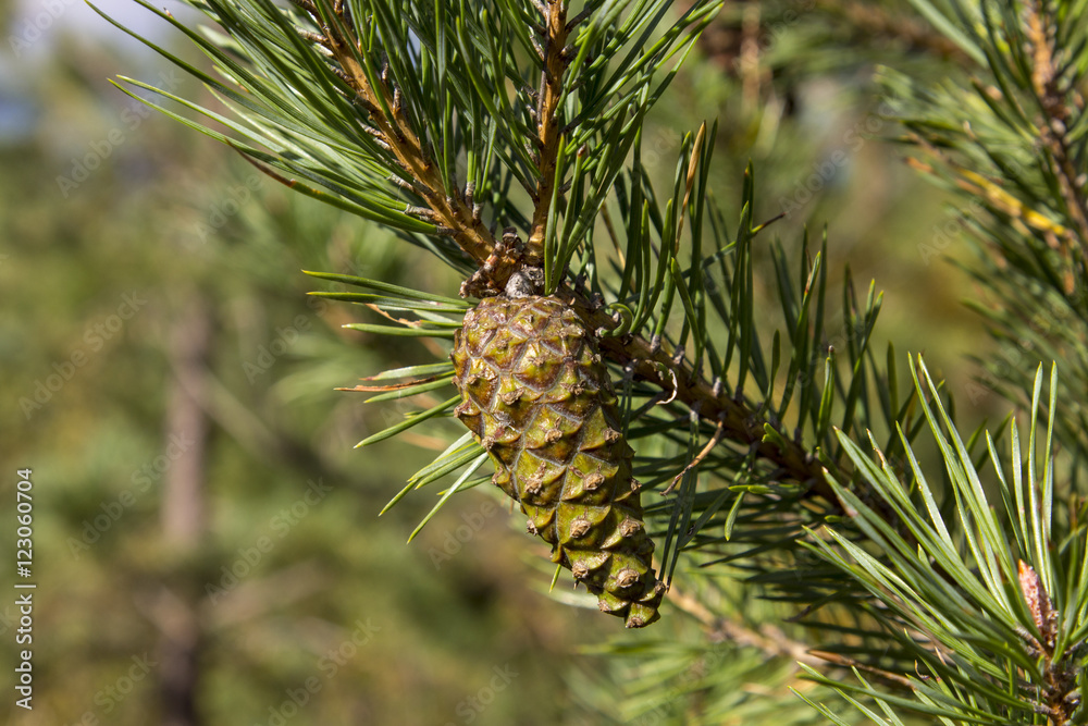 Green cones of the pine bedikah. tree, pinecone, nature. Green cones of the pine bedikah. tree, pinecone, nature.