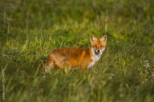 Red Fox in grassy meadow.