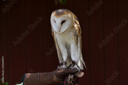 Rescued barn owl against barn background