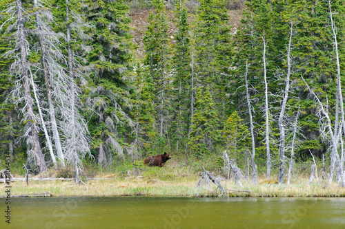 Brown Bears photo