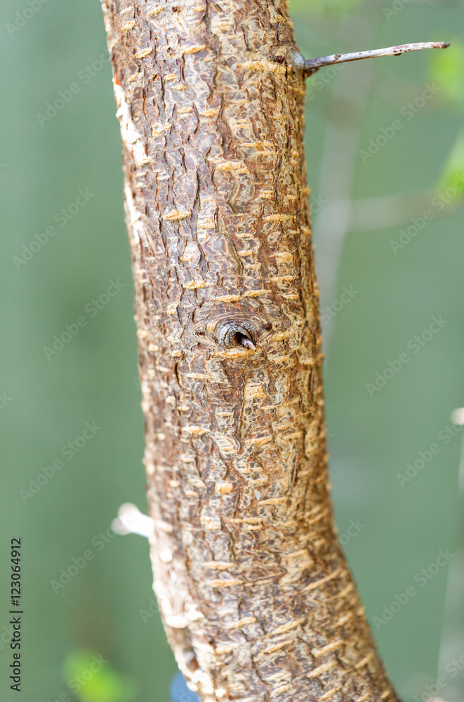 Fototapeta premium Plum tree bark