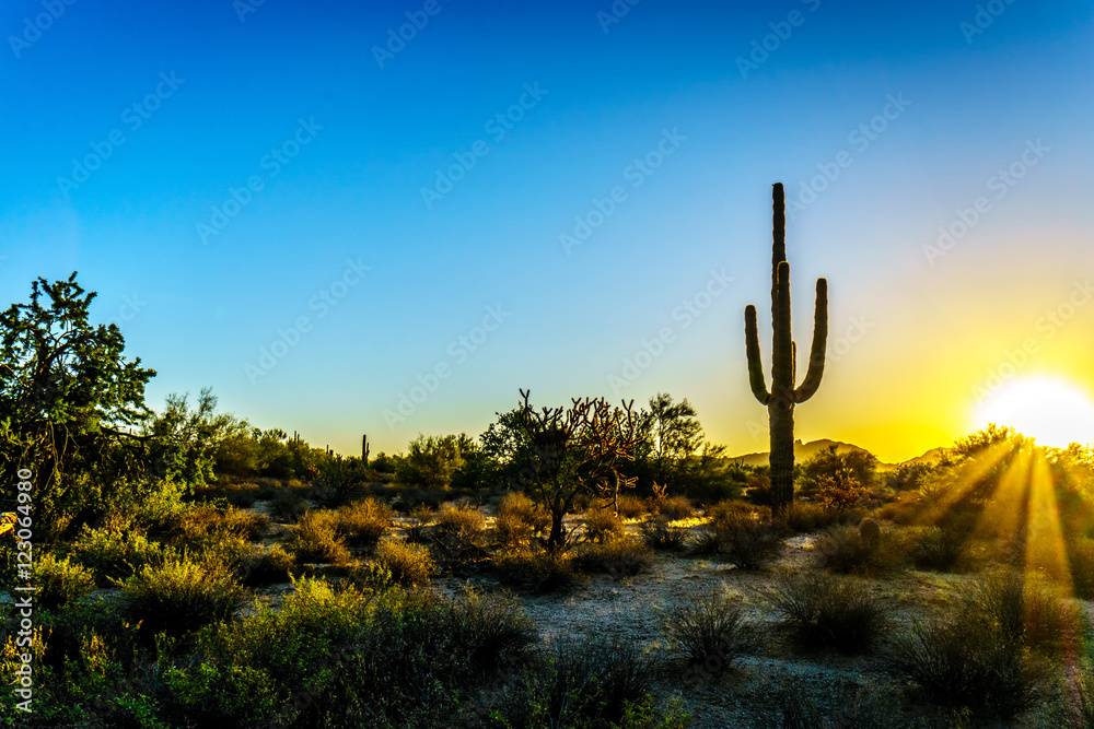 Sunrise with Sun Rays shining through the Shrubs in the Arizona Desert with a Saguaro Cactus in the Foreground