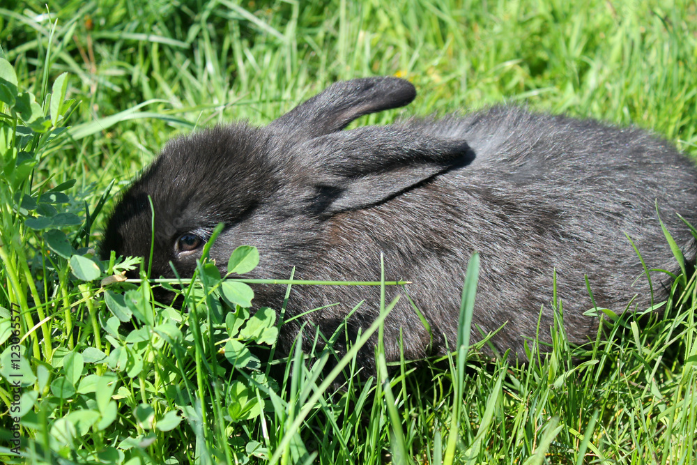 Black rabbit in green grass Black rabbit in green grass