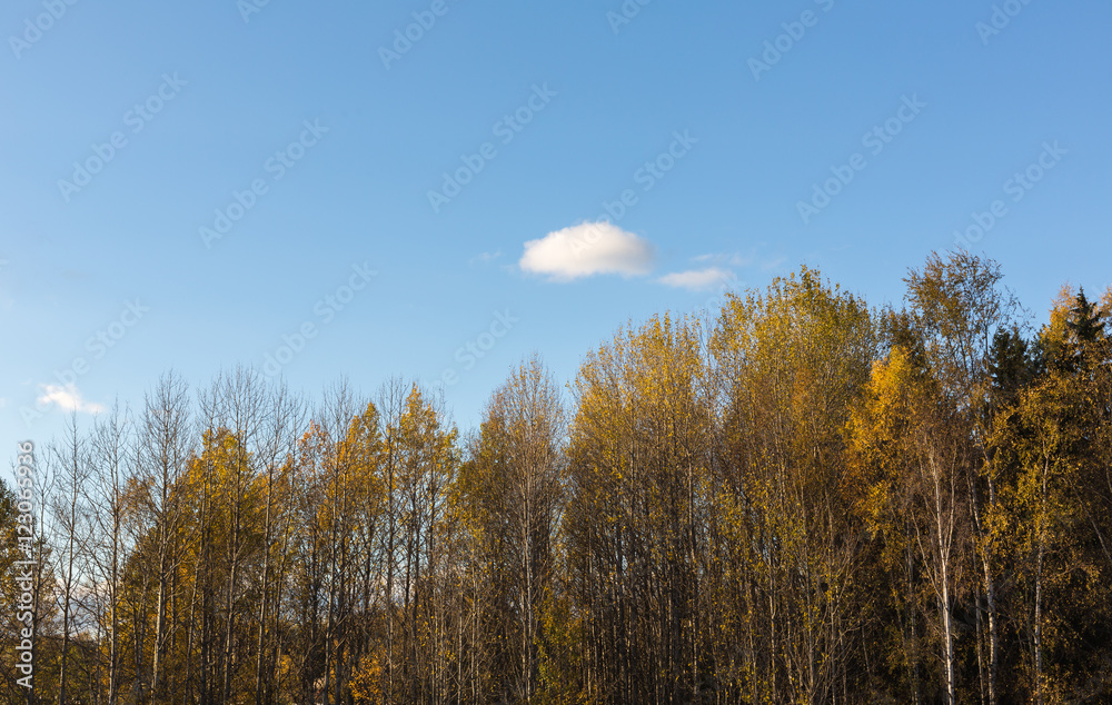 Fototapeta premium Autumn coloured trees bathing in sunlight in October