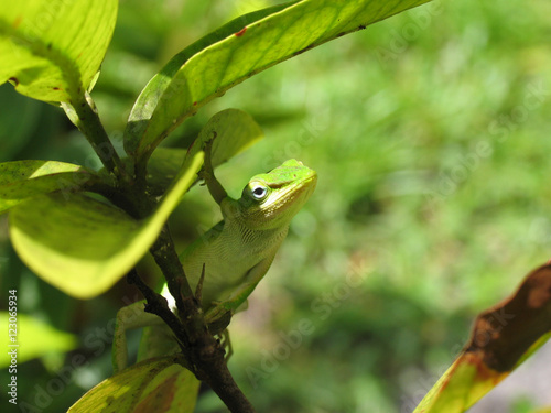 Gree Lizard looking from tree