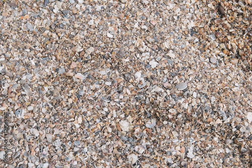 Texture Shells on the beach
