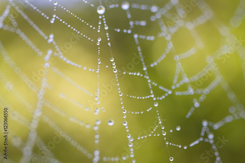 Water Droplets on a Spider Web