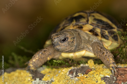 Hermann's tortoise, Testudo hermanni in nature