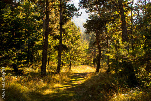 Waldweg