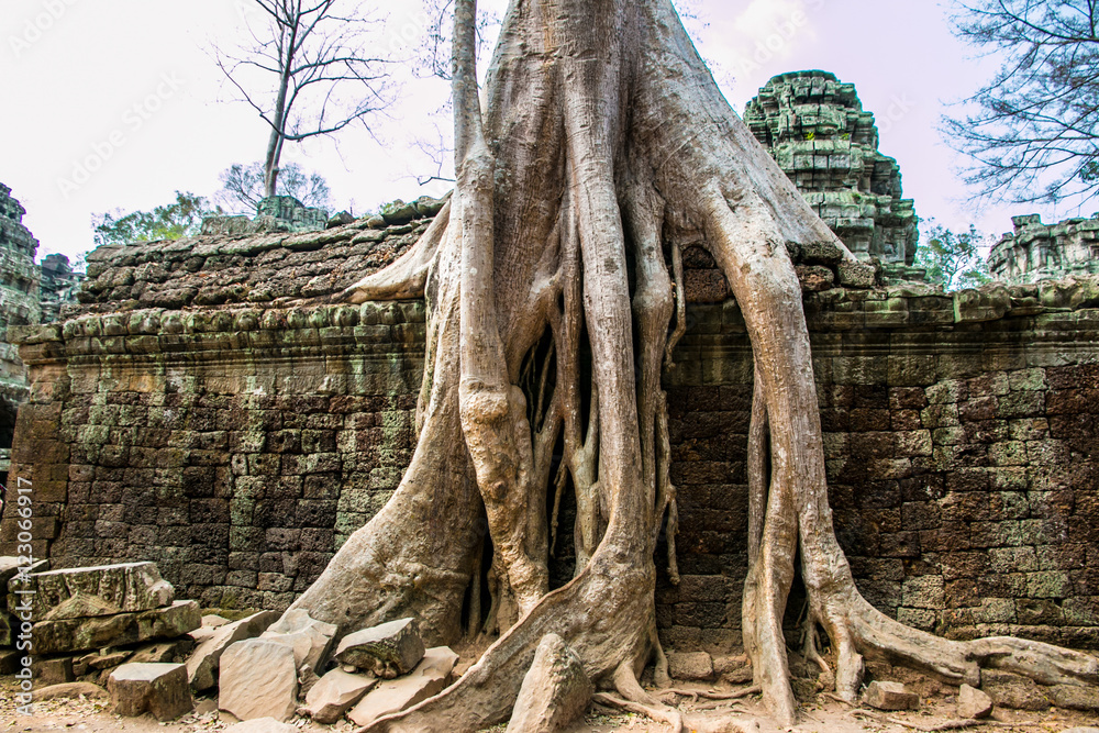 Trees and Temples of Angkor Wat