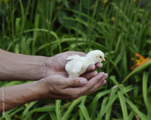 Chicken in hand. The small newborn chicks in the hands of man