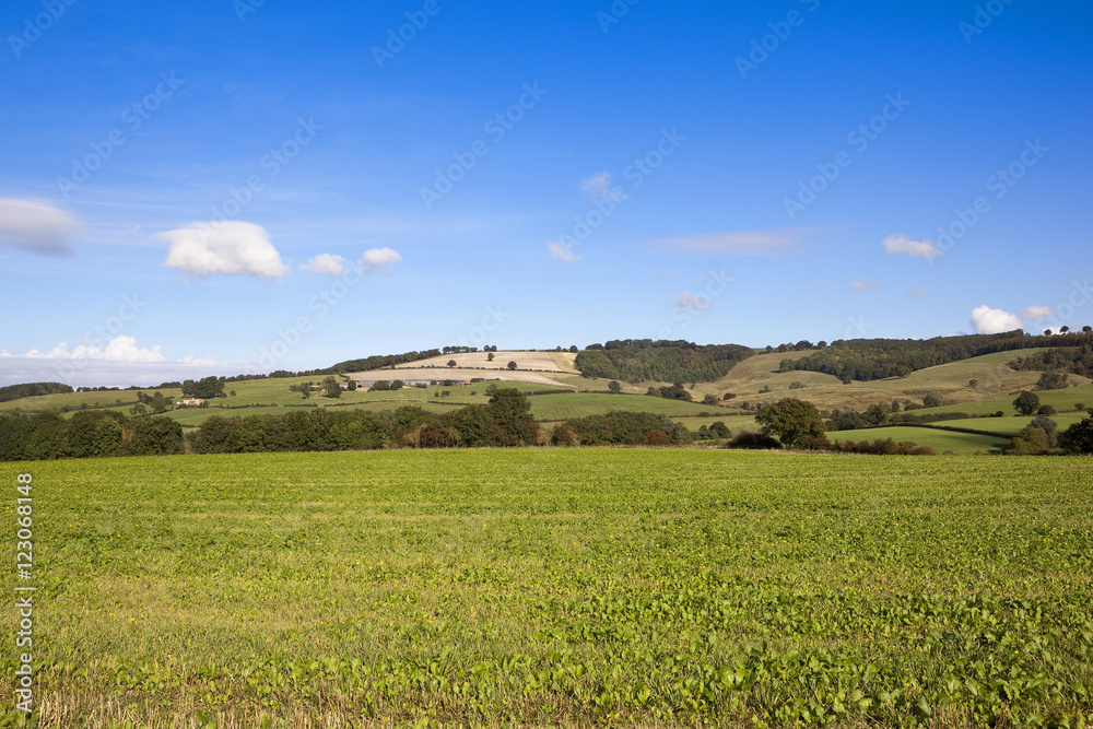 patchwork fields patchwork fields