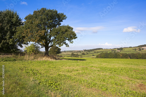 mature trees and patchwork fields