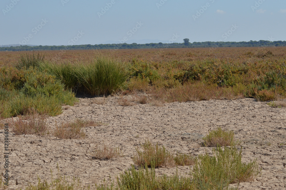 paisaje de aves y marismas en las salinas 