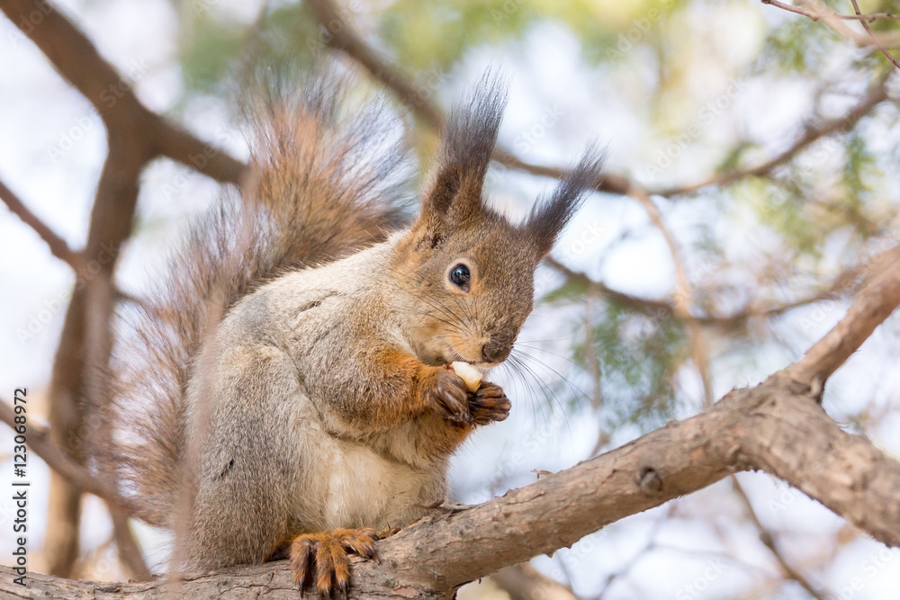 Fototapeta premium squirrel on a tree