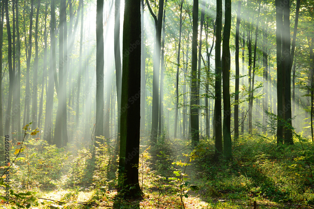 Obraz premium Piękny poranek w lesie