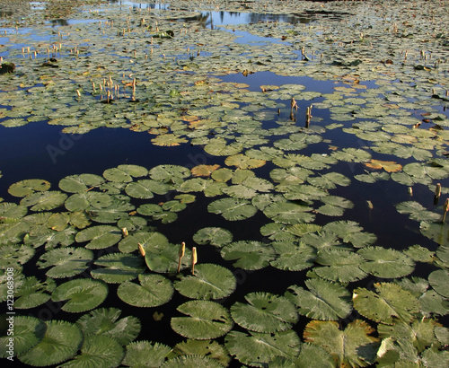 Lotus leaf pond background/texture © JHMimaging
