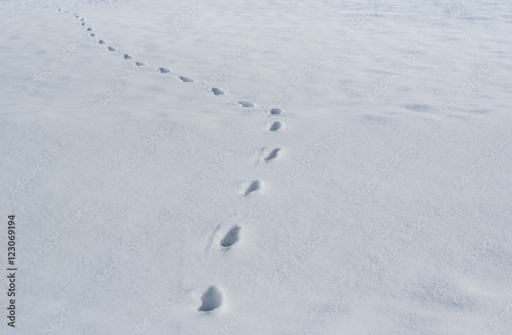Spur von einem Fuchs im Schnee und Landschaft ist verschneit Spur von einem Fuchs im Schnee und Landschaft ist verschneit