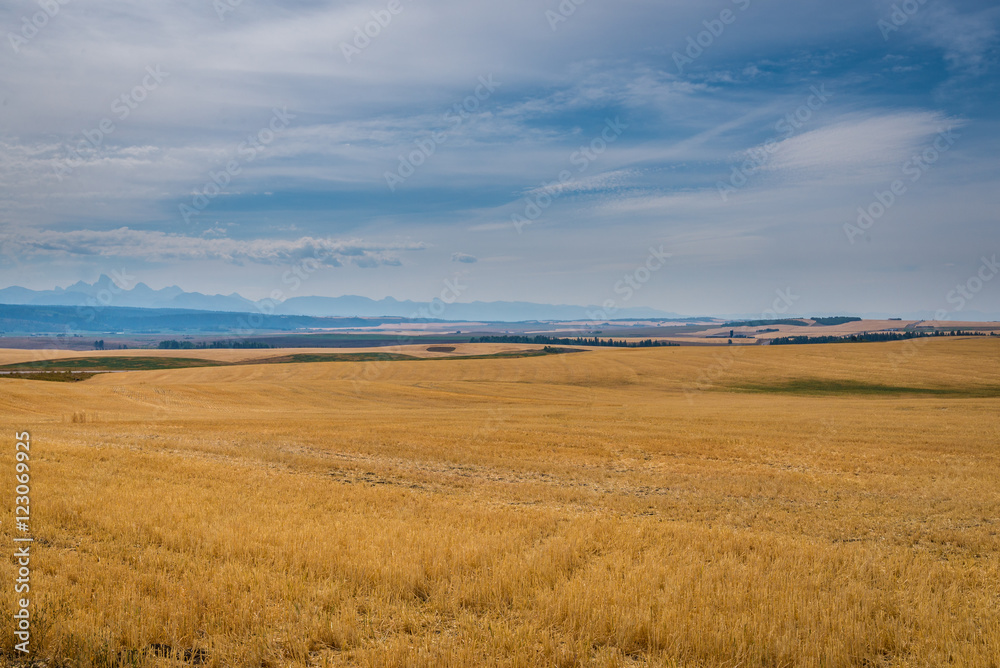 Yellow fields, blue sky