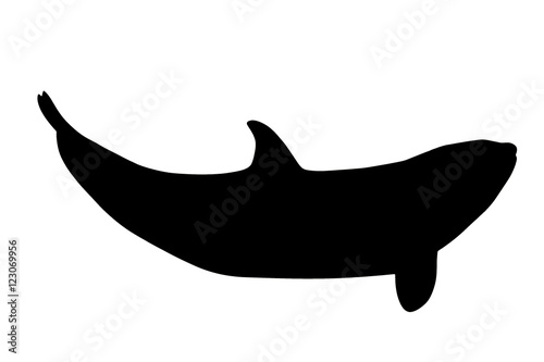 A backlight of killer whale, Orcinus Orca, isolated on white background.