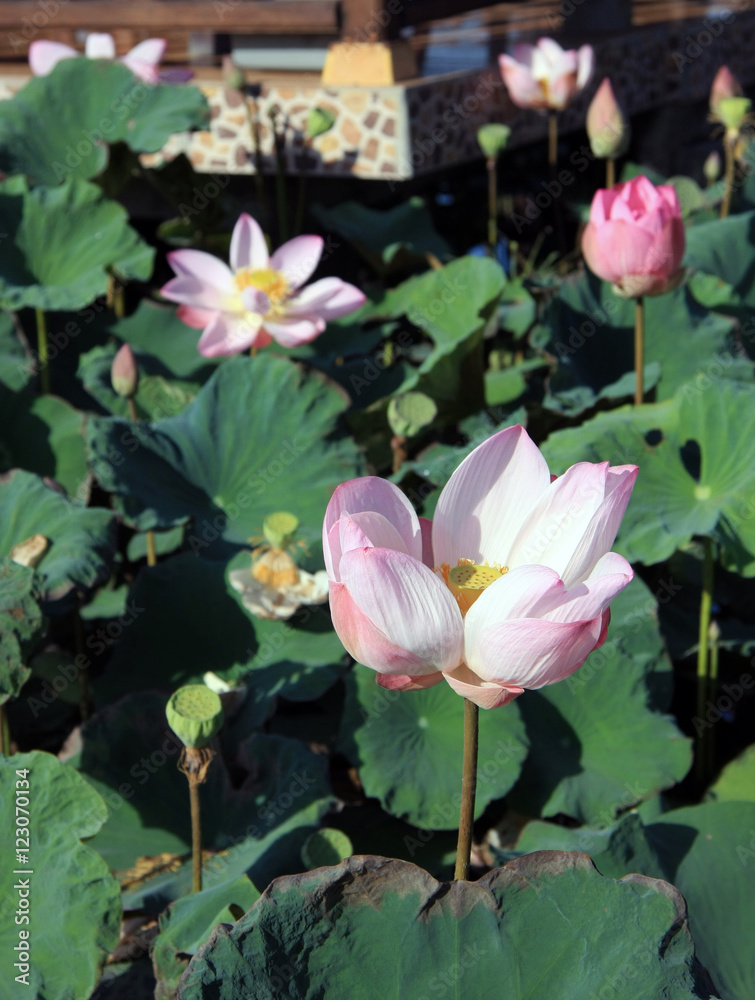 Lotus leaf pond background/texture Lotus leaf pond background/texture