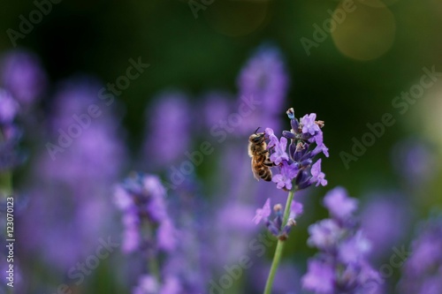 Valokuva Bee on levander