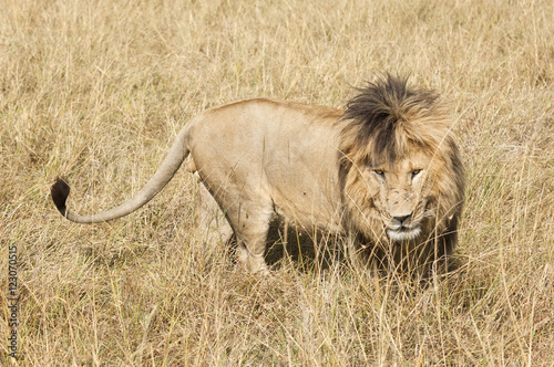 East African Lion (Panthera leo nubica) photo