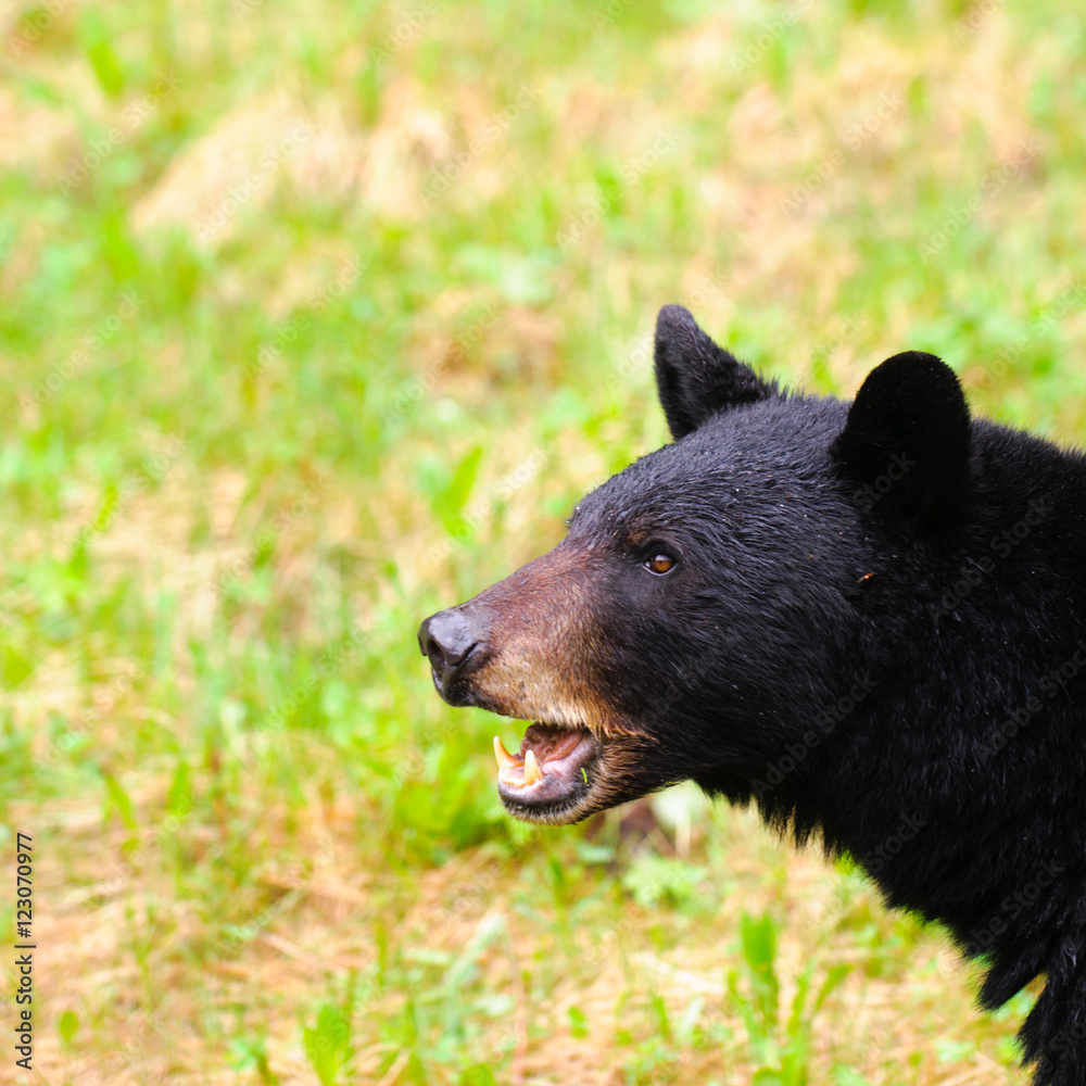 Fototapeta premium Black Bear Family