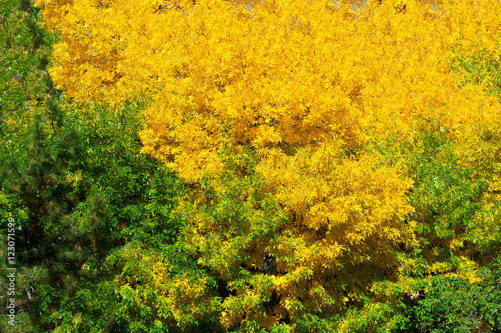 Yellow and green leaves - contrast. Yellow and green leaves - contrast.