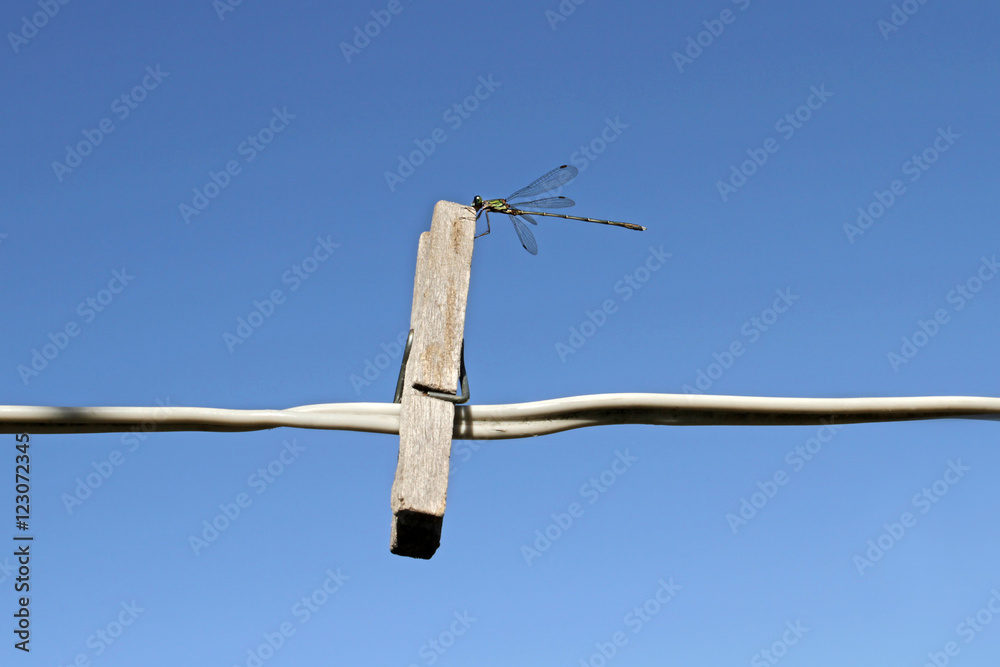 Bright green dragonfly sat on a wooden clothespin old. Bright green dragonfly sat on a wooden clothespin old.